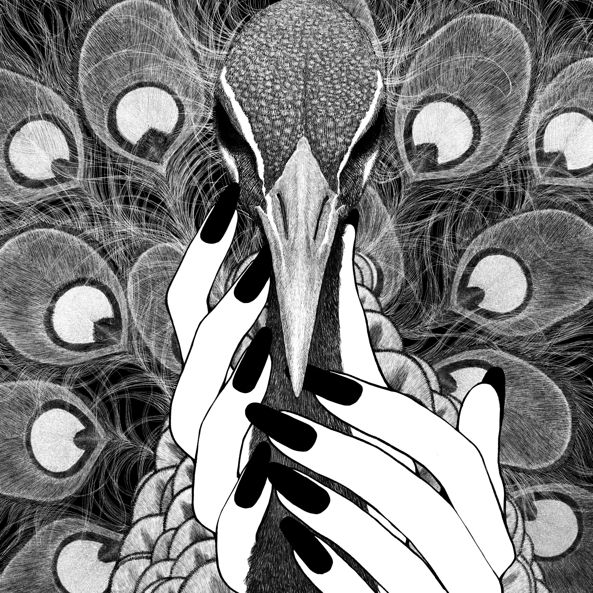 新曲「孔雀」配信リリース & Official Audio公開！ | 菅原圭 Official Site